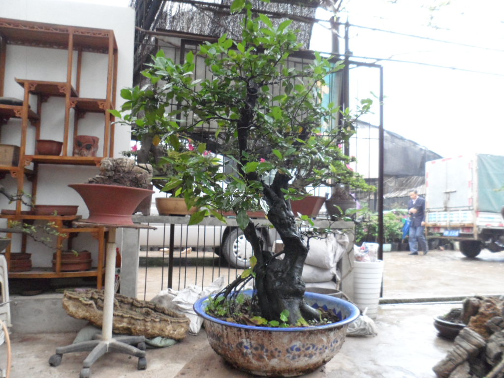 SAM_0339.JPG