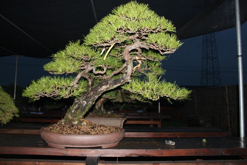 Ƭ 009.jpg