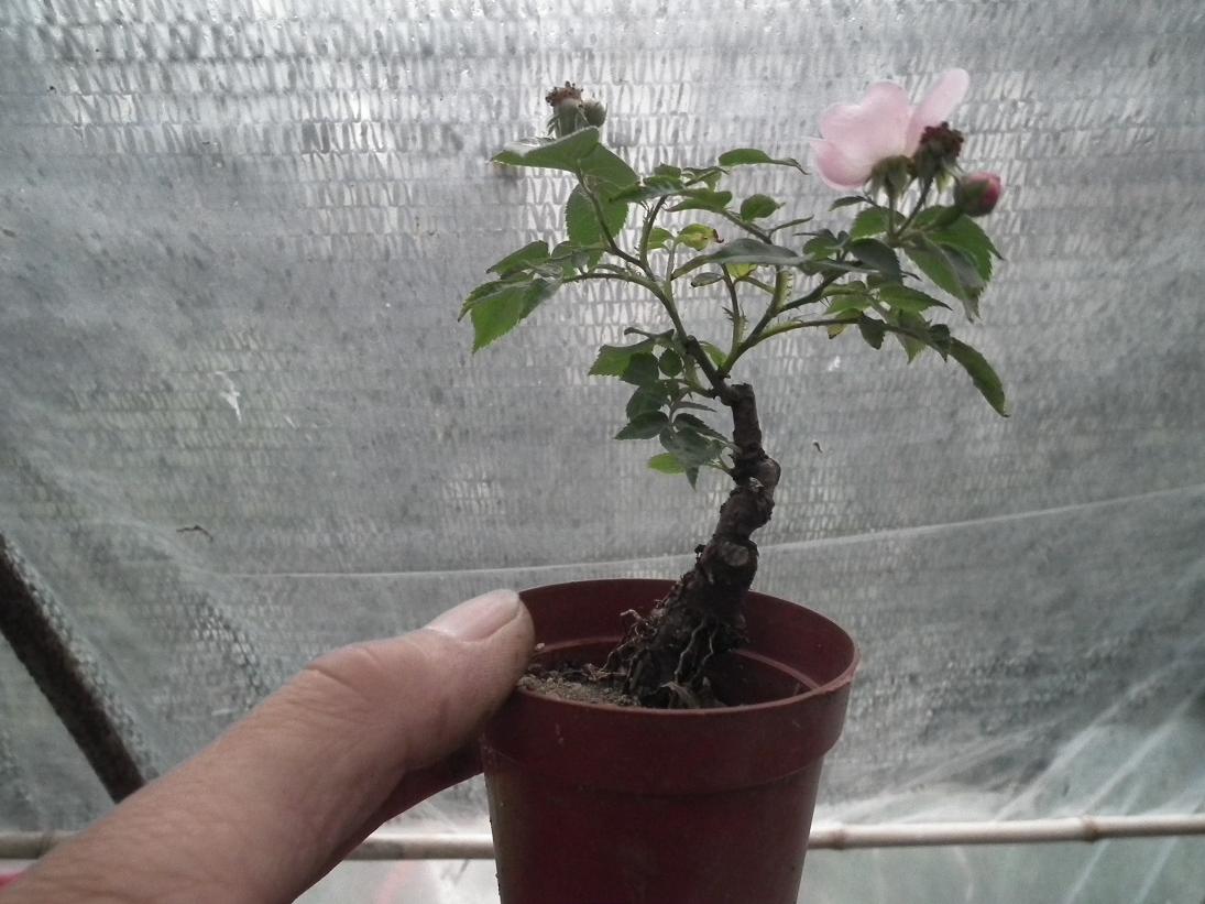 DSCF6305.JPG