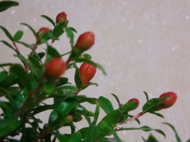 DSC03842.JPG