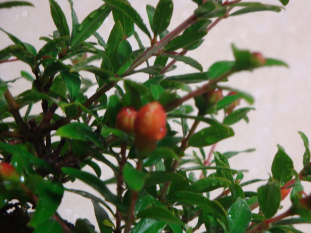 DSC03843.JPG