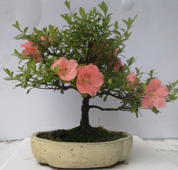 20130518059.jpg
