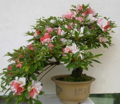 20130519081.jpg