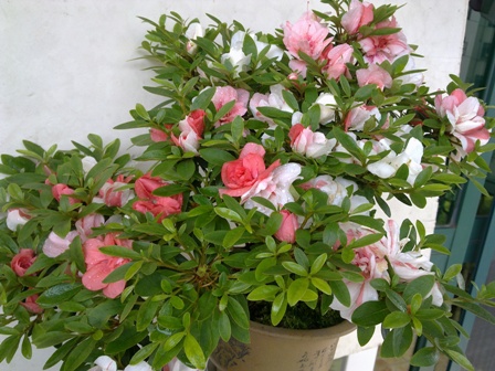 20130519083.jpg
