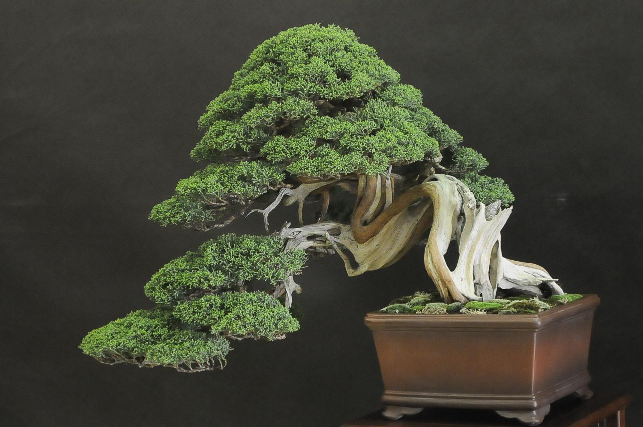 UBI_Bonsai_2013_161.JPG