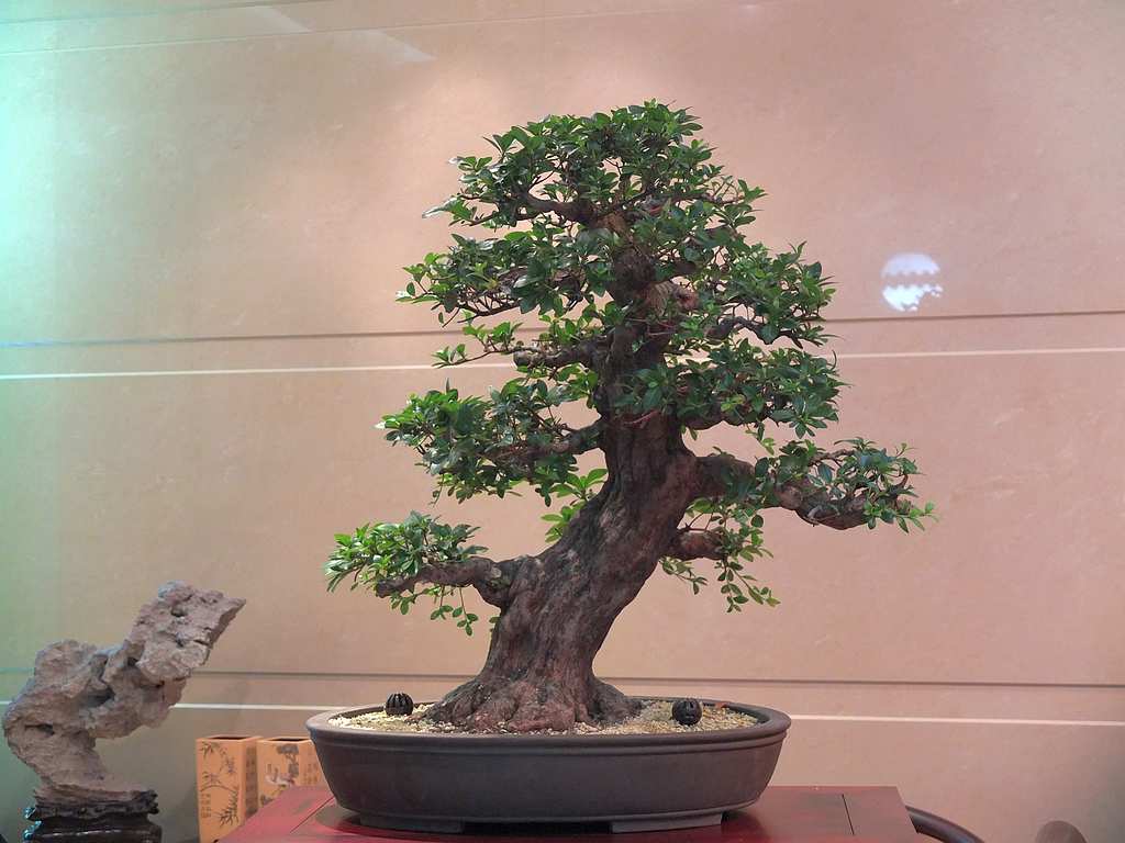 DSCF0409.jpg
