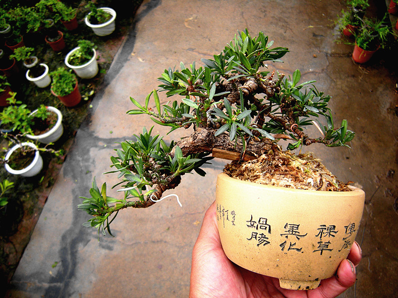 DSCN2564_.jpg
