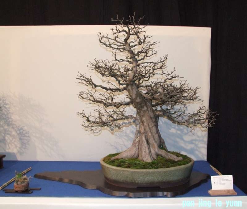 Noelanders Trophy XIV 19-01-2013 002.jpg
