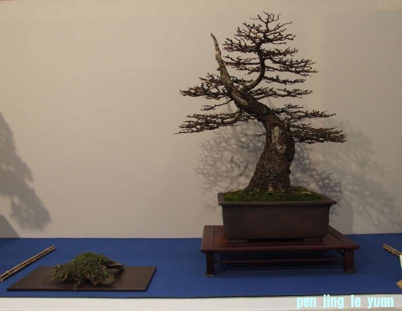 Noelanders Trophy XIV 19-01-2013 005.jpg