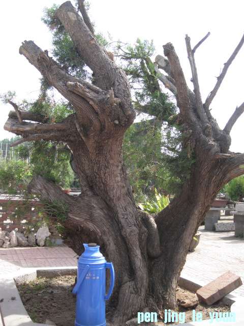 IMG_7745.JPG