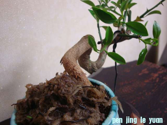 DSC03851.JPG