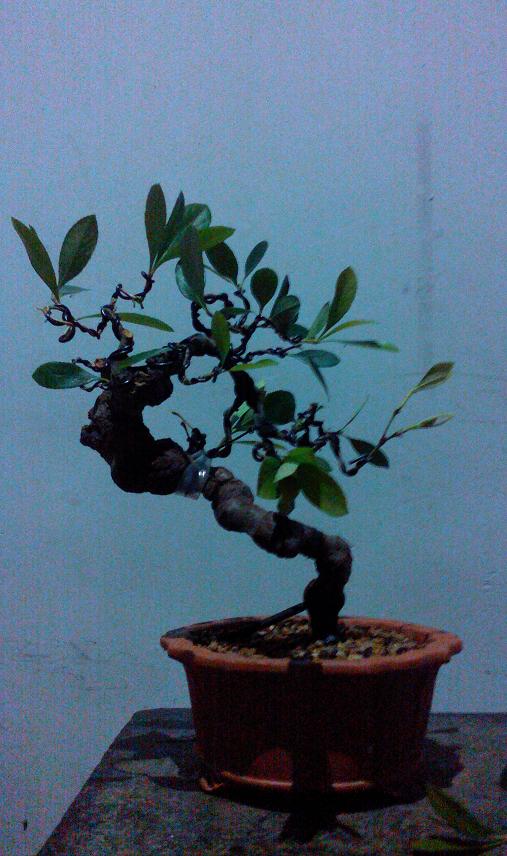 IMG0521234600.jpg
