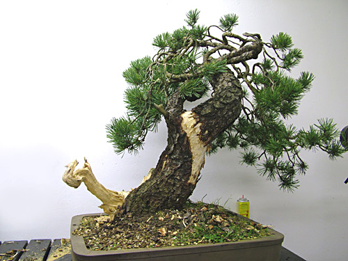 Scots_Pine_Bonsai_Dave(2).jpg