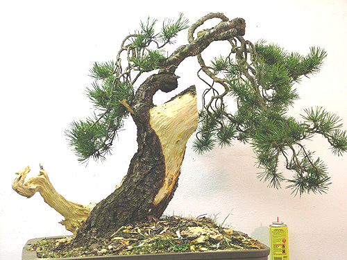 Scots_Pine_Bonsai_Dave(3).jpg