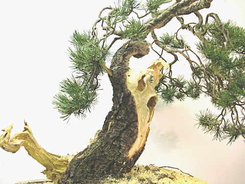 Scots_Pine_Bonsai_Dave(5).jpg