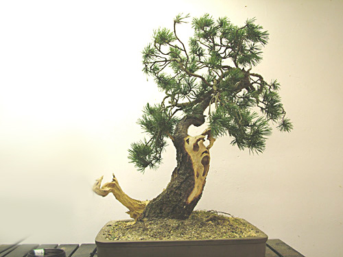 Scots_Pine_Bonsai_Dave(8).jpg