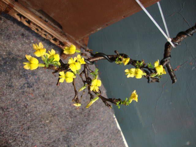 DSC05306.JPG