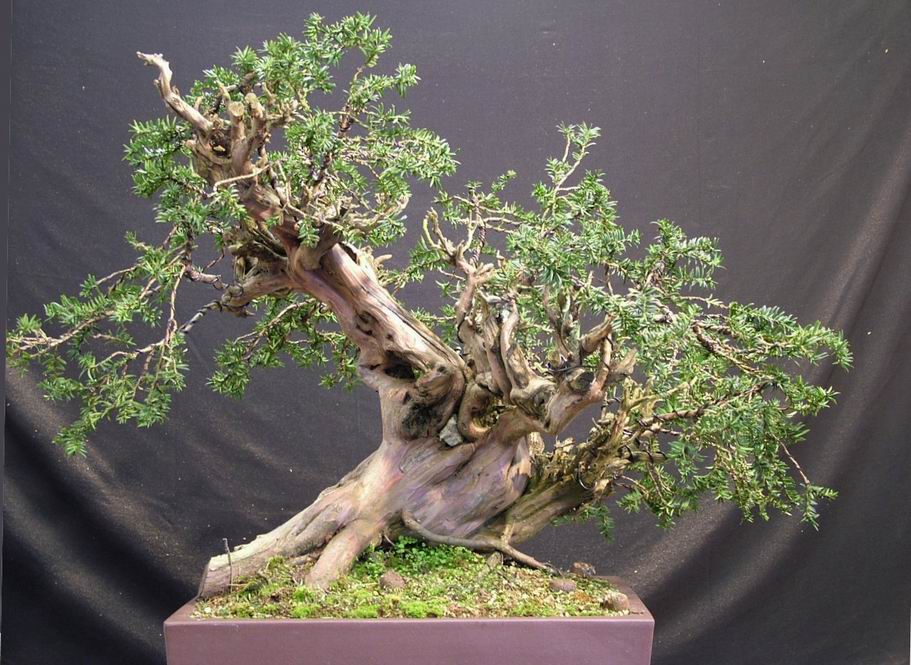 Yew_Bonsai_Tracy(1).jpg