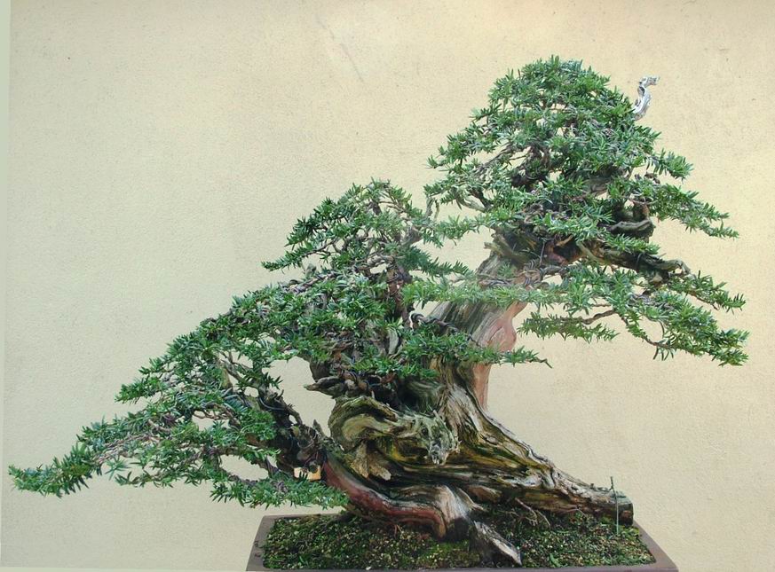 Yew_Bonsai_Tracy(6).jpg