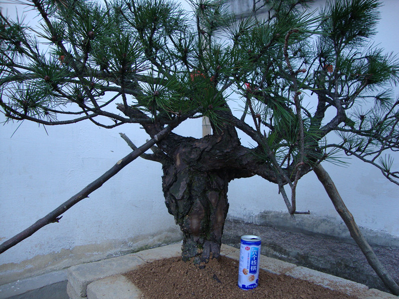 DSC00982_.jpg