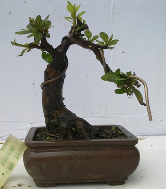 20130523157.jpg