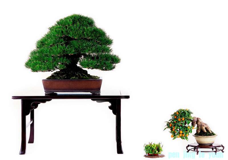image_1347_shohin-bonsai-of-japan.jpg