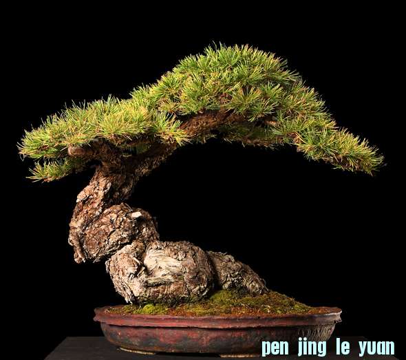 image_1043_bonsai-autumn-2009-ch.jpg