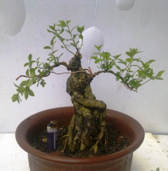 20130526201.jpg