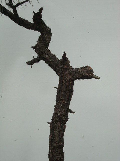 DSC07155.jpg