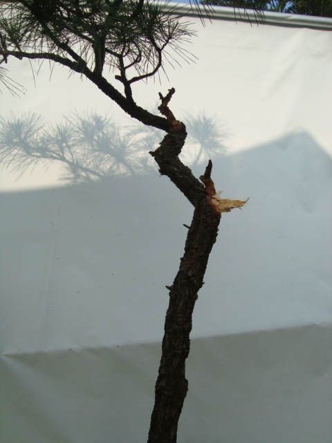 DSC07159.jpg