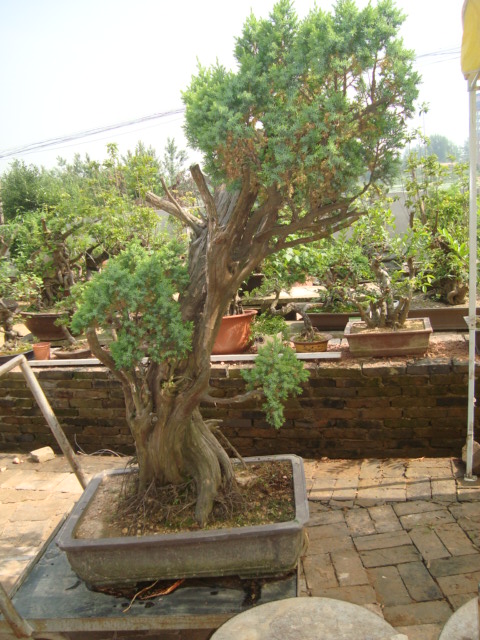 DSC07097.jpg