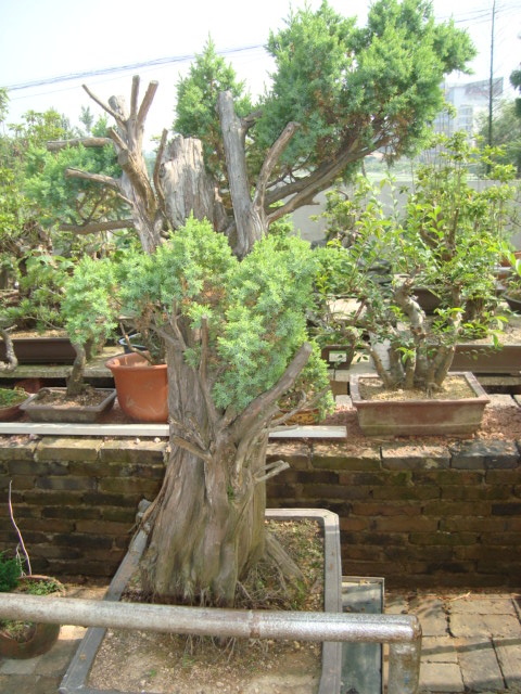 DSC07100.jpg
