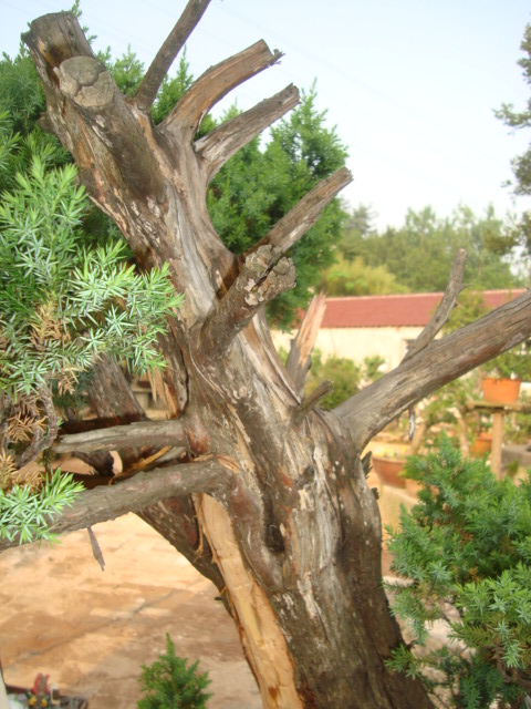 DSC07101.jpg