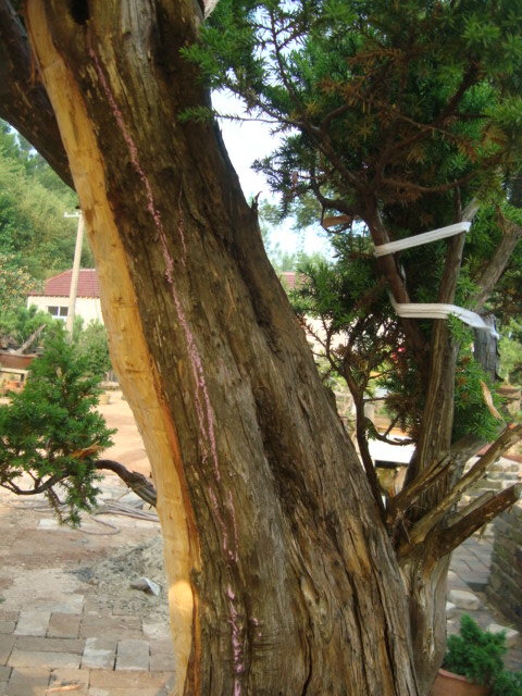 DSC07102.jpg