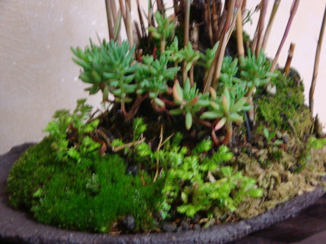 DSC03893.JPG