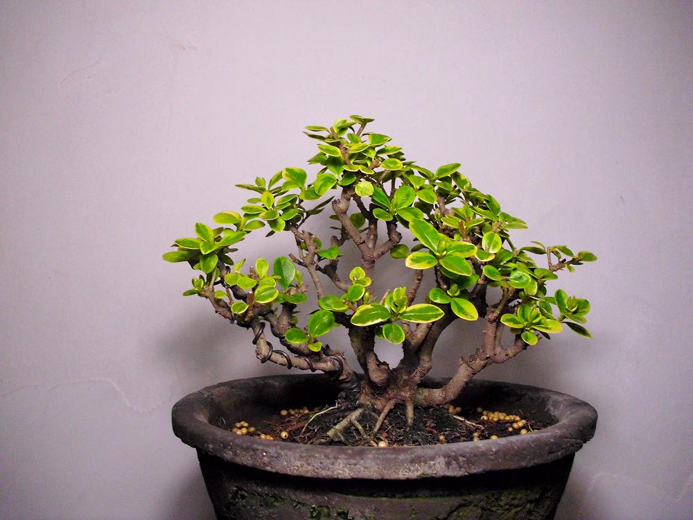 DSCI0408.JPG