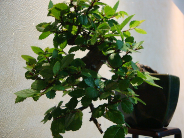 DSC03961.JPG