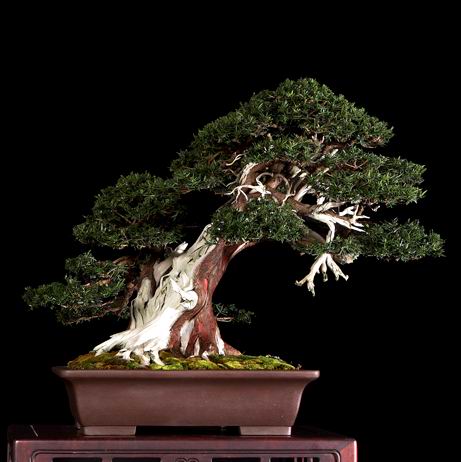 image_1036_bonsai-autumn-2009-ch.jpg