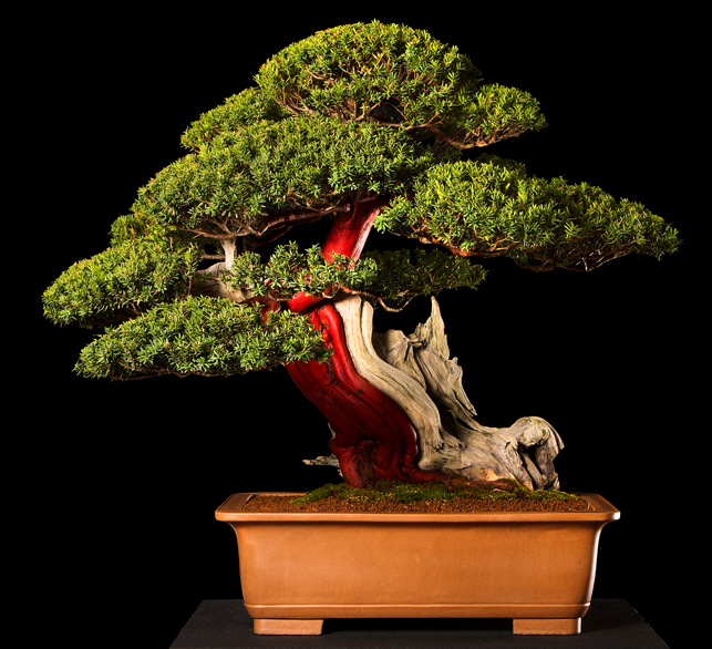 image_1042_bonsai-autumn-2009-ch.jpg