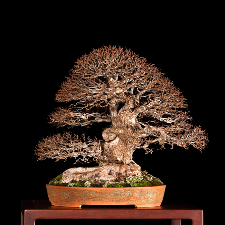 image_1034_bonsai-autumn-2009-ch.jpg