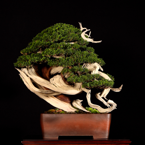 image_1031_bonsai-autumn-2009-ch.jpg