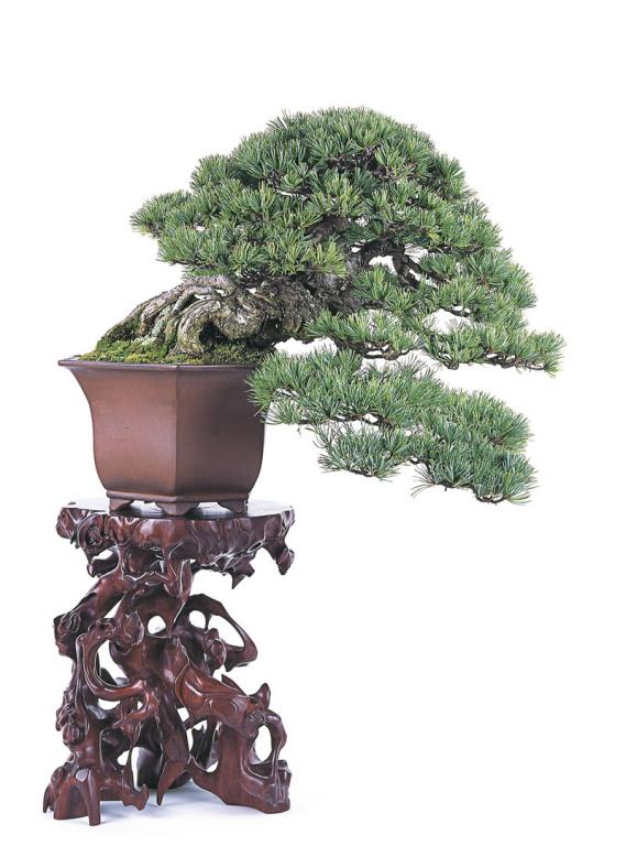 image_1348_shohin-bonsai-of-japan.jpg