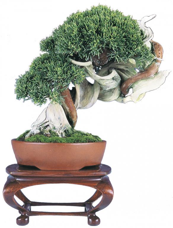image_1346_shohin-bonsai-of-japan.jpg