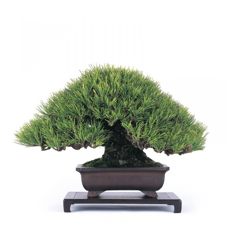 image_1349_shohin-bonsai-of-japan.jpg
