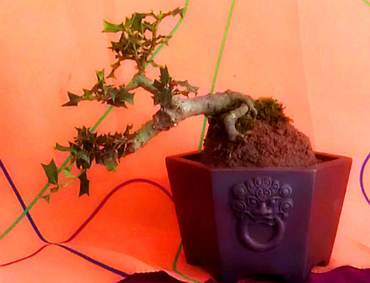 IMAG0533_.jpg
