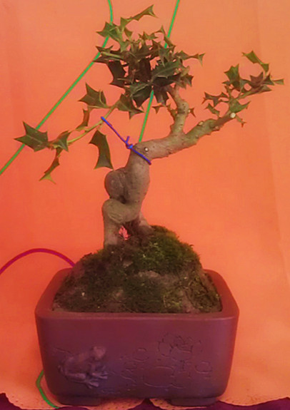 IMAG0535_.jpg