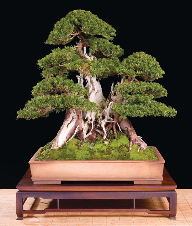 kevin_willson_bonsai_0_8.jpg