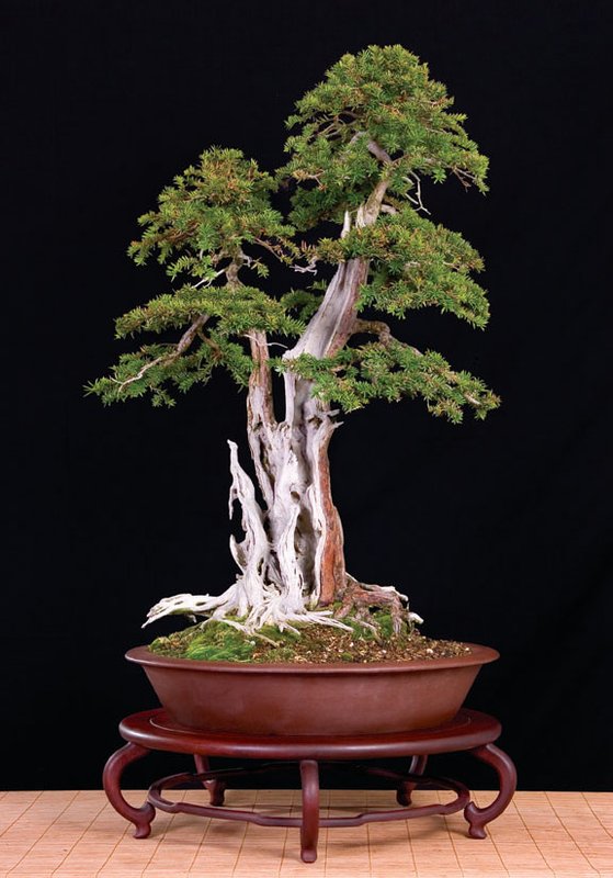 kevin_willson_bonsai_0_7.jpg