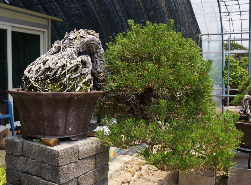 DSC01740 (800x590).jpg