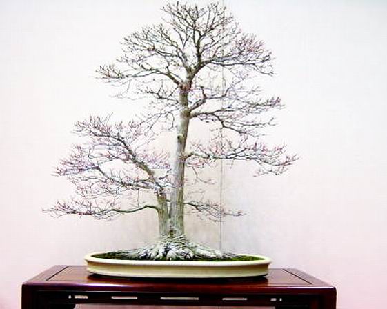 09-haruta-masaiti-d.jpg